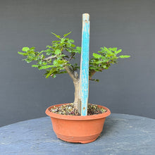 Lade das Bild in den Galerie-Viewer, Scharlach-Weissdorn (Rotdorn) / Crataegus coccinea 'Lutz'