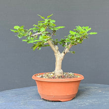 Lade das Bild in den Galerie-Viewer, Scharlach-Weissdorn (Rotdorn) / Crataegus coccinea 'Lutz'