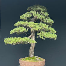 Lade das Bild in den Galerie-Viewer, Waldkiefer / Pinus sylvestris