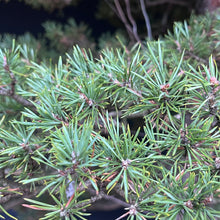 Lade das Bild in den Galerie-Viewer, Waldkiefer / Pinus sylvestris