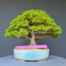 Lade das Bild in den Galerie-Viewer, Hinoki Scheinzypresse / Chamaecyparis obtusa