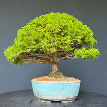 Lade das Bild in den Galerie-Viewer, Hinoki Scheinzypresse / Chamaecyparis obtusa