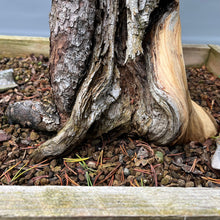Lade das Bild in den Galerie-Viewer, Yamadori Bergkiefer / Pinus mugo