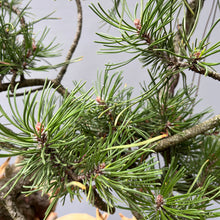 Lade das Bild in den Galerie-Viewer, Yamadori Bergkiefer / Pinus mugo