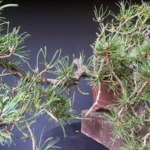 Lade das Bild in den Galerie-Viewer, Yamadori Bergkiefer / Pinus mugo