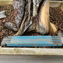 Lade das Bild in den Galerie-Viewer, Yamadori Bergkiefer / Pinus mugo