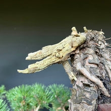 Lade das Bild in den Galerie-Viewer, Yamadori Bergkiefer / Pinus mugo