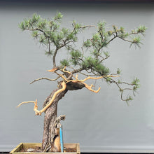 Lade das Bild in den Galerie-Viewer, Yamadori Bergkiefer / Pinus mugo