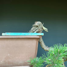 Lade das Bild in den Galerie-Viewer, Yamadori Bergkiefer / Pinus mugo