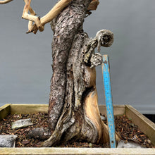 Lade das Bild in den Galerie-Viewer, Yamadori Bergkiefer / Pinus mugo