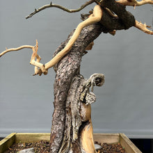 Lade das Bild in den Galerie-Viewer, Yamadori Bergkiefer / Pinus mugo