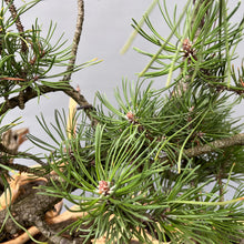 Lade das Bild in den Galerie-Viewer, Yamadori Bergkiefer / Pinus mugo