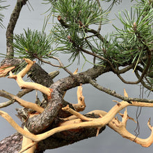 Lade das Bild in den Galerie-Viewer, Yamadori Bergkiefer / Pinus mugo