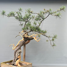 Lade das Bild in den Galerie-Viewer, Yamadori Bergkiefer / Pinus mugo