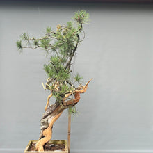 Lade das Bild in den Galerie-Viewer, Yamadori Bergkiefer / Pinus mugo