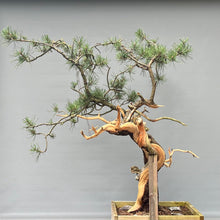 Lade das Bild in den Galerie-Viewer, Yamadori Bergkiefer / Pinus mugo