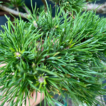 Lade das Bild in den Galerie-Viewer, Yamadori Bergkiefer / Pinus mugo