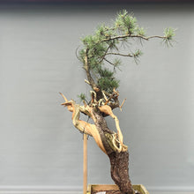 Lade das Bild in den Galerie-Viewer, Yamadori Bergkiefer / Pinus mugo