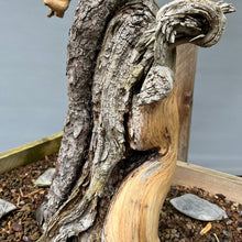 Lade das Bild in den Galerie-Viewer, Yamadori Bergkiefer / Pinus mugo