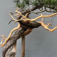 Lade das Bild in den Galerie-Viewer, Yamadori Bergkiefer / Pinus mugo