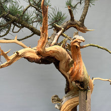 Lade das Bild in den Galerie-Viewer, Yamadori Bergkiefer / Pinus mugo
