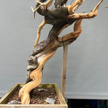 Lade das Bild in den Galerie-Viewer, Yamadori Bergkiefer / Pinus mugo