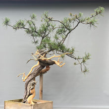 Lade das Bild in den Galerie-Viewer, Yamadori Bergkiefer / Pinus mugo