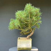 Lade das Bild in den Galerie-Viewer, Yamadori Waldkiefer / Pinus sylvestris
