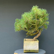 Lade das Bild in den Galerie-Viewer, Yamadori Waldkiefer / Pinus sylvestris