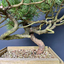 Lade das Bild in den Galerie-Viewer, Yamadori Waldkiefer / Pinus sylvestris