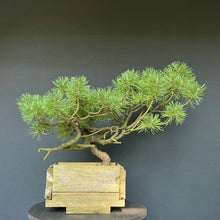 Lade das Bild in den Galerie-Viewer, Yamadori Waldkiefer / Pinus sylvestris