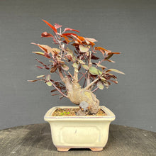 Lade das Bild in den Galerie-Viewer, Blutpflaume / Prunus cerasifera nigra