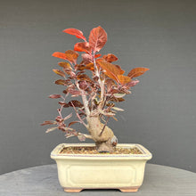Lade das Bild in den Galerie-Viewer, Blutpflaume / Prunus cerasifera nigra