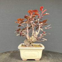 Lade das Bild in den Galerie-Viewer, Blutpflaume / Prunus cerasifera nigra