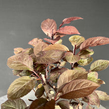 Lade das Bild in den Galerie-Viewer, Blutpflaume / Prunus cerasifera nigra