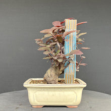 Lade das Bild in den Galerie-Viewer, Blutpflaume / Prunus cerasifera nigra