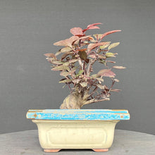 Lade das Bild in den Galerie-Viewer, Blutpflaume / Prunus cerasifera nigra