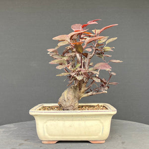 Blutpflaume / Prunus cerasifera nigra