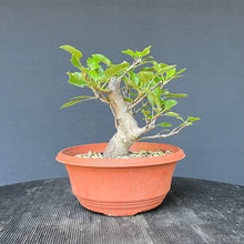 Lade das Bild in den Galerie-Viewer, Bonsai Apfel / Malus