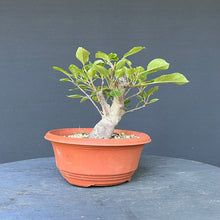 Lade das Bild in den Galerie-Viewer, Bonsai Apfel / Malus