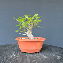 Lade das Bild in den Galerie-Viewer, Bonsai Apfel / Malus