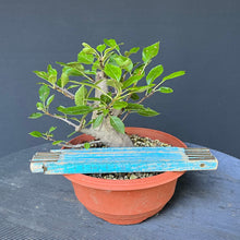 Lade das Bild in den Galerie-Viewer, Bonsai Apfel / Malus
