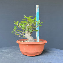 Lade das Bild in den Galerie-Viewer, Bonsai Apfel / Malus