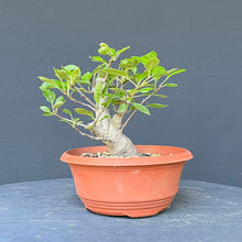 Lade das Bild in den Galerie-Viewer, Bonsai Apfel / Malus
