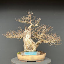 Lade das Bild in den Galerie-Viewer, Bonsai Bergulme / Ulmus glabra