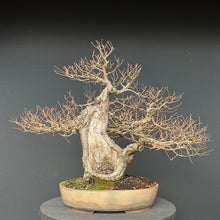Lade das Bild in den Galerie-Viewer, Bonsai Bergulme / Ulmus glabra