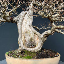 Lade das Bild in den Galerie-Viewer, Bonsai Bergulme / Ulmus glabra