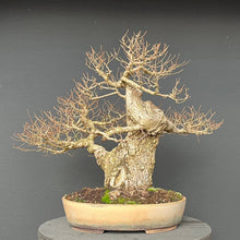 Lade das Bild in den Galerie-Viewer, Bonsai Bergulme / Ulmus glabra