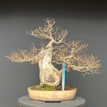 Lade das Bild in den Galerie-Viewer, Bonsai Bergulme / Ulmus glabra