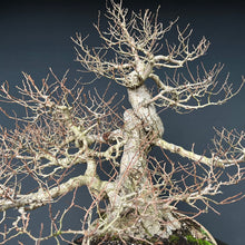 Lade das Bild in den Galerie-Viewer, Bonsai Bergulme / Ulmus glabra